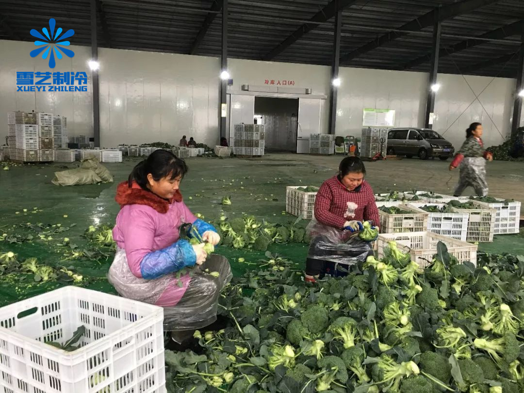 西蘭花蔬菜冷庫挑選1.jpg