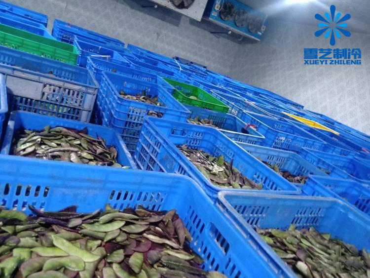 扁豆蔬菜冷庫